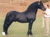 stallion Parc Cardi (Welsh-Cob (Sek. D), 1984, from Hewid Cardi)