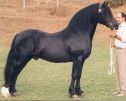 Deckhengst Parc Cardi (Welsh-Cob (Sek. D), 1984, von Hewid Cardi)