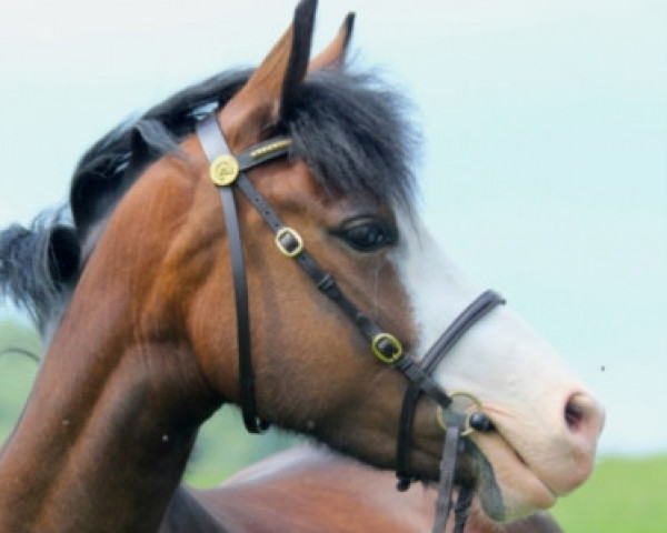 Zuchtstute Top Tizia (Welsh Pony (Sek.B), 2013, von Tizian)