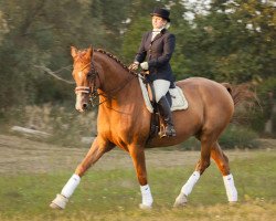 dressage horse Picco Bello 7 (Hannoveraner, 2004, from Plural)