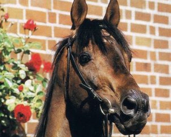 horse Navarino xx (Thoroughbred, 1977, from Madruzzo xx)