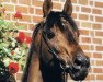 stallion Navarino xx (Thoroughbred, 1977, from Madruzzo xx)