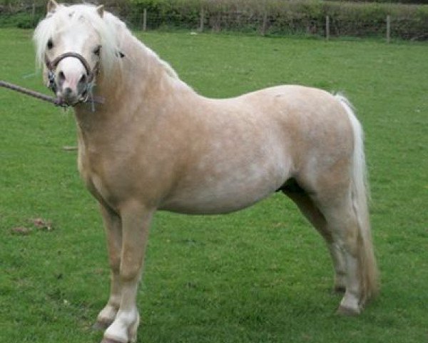 Deckhengst Blaenau Vegas (Welsh Mountain Pony (Sek.A), 2005, von Tiffwyl Mounten Model)