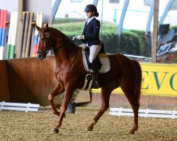 dressage horse Dart 2 (Hanoverian, 2008, from Danone 4)