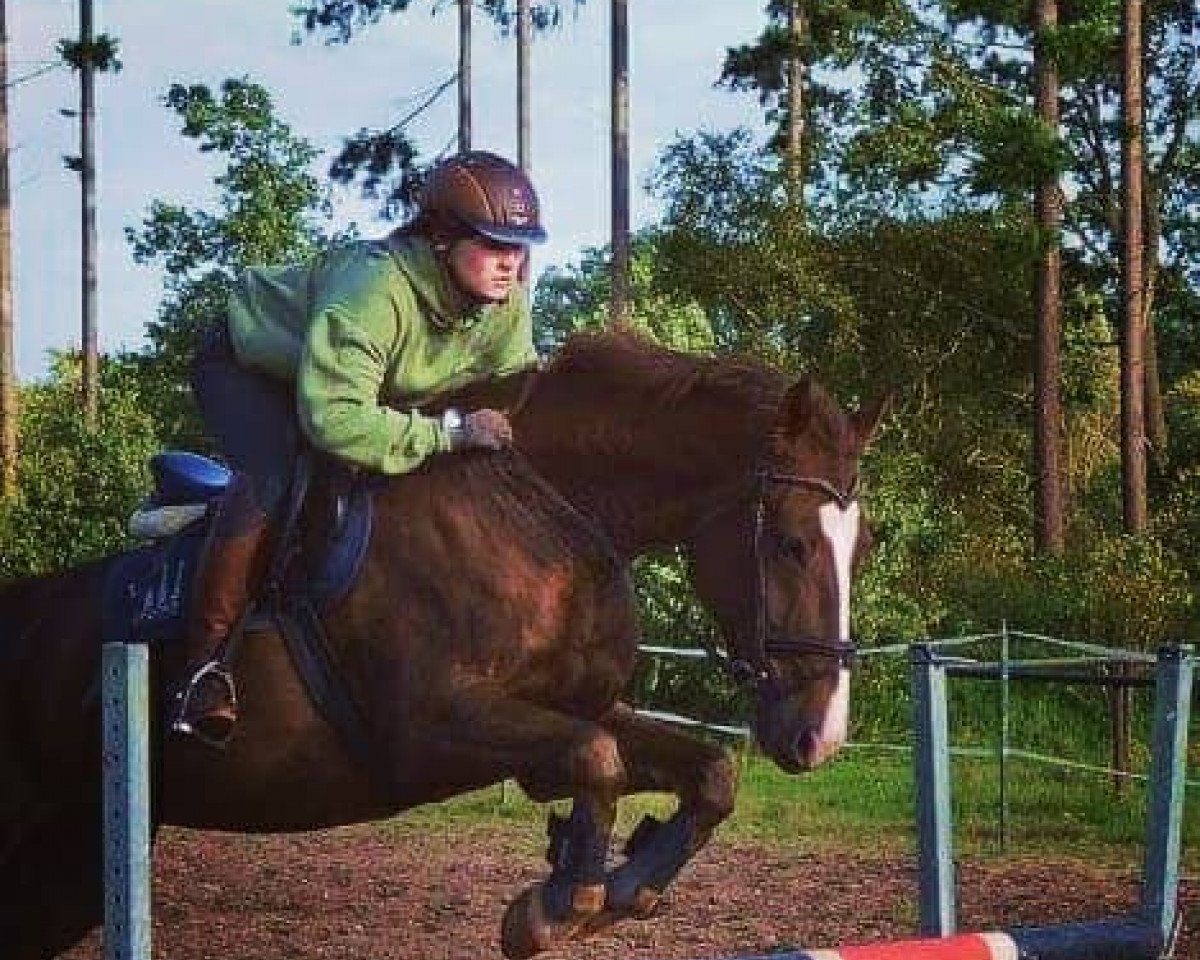 Springpferd Jumpy Go-Go (Deutsches Reitpferd, 2007)