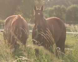 Pferd Quality's Queensberry (Oldenburger, von Quality 9)