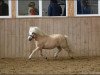 stallion Mc Momo II von Uda (Shetland Pony, 2003, from Menno v.h. Aeghterhuus)