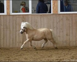 Deckhengst Mc Momo II von Uda (Shetland Pony, 2003, von Menno v.h. Aeghterhuus)