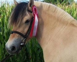 broodmare Blümchen (Fjord Horse, 2014, from Bjarne)