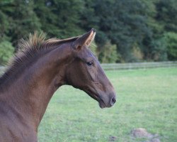 dressage horse Big Red Symphonie (Oldenburg, 2010, from Belissimo NRW)