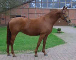 broodmare Kapriole G (Oldenburg, 1995, from Rubinstein I)