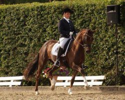 dressage horse Diba 6 (Westphalian, 2008, from Damon Hill)