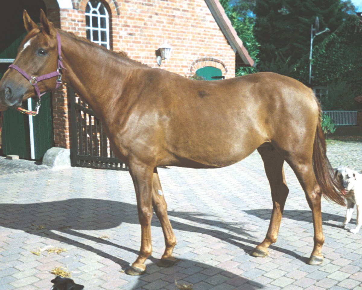 Zuchtstute Djamila G (Oldenburger, 1998, von Luigi xx)