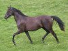 broodmare Dalai noir (Oldenburg, 2002, from Sandro Hit)