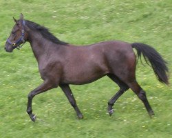 broodmare Dalai noir (Oldenburg, 2002, from Sandro Hit)