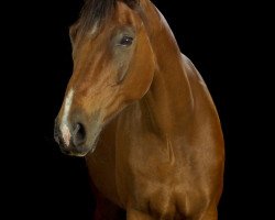 dressage horse Rigoh (Hanoverian, 2000, from Rotspon)