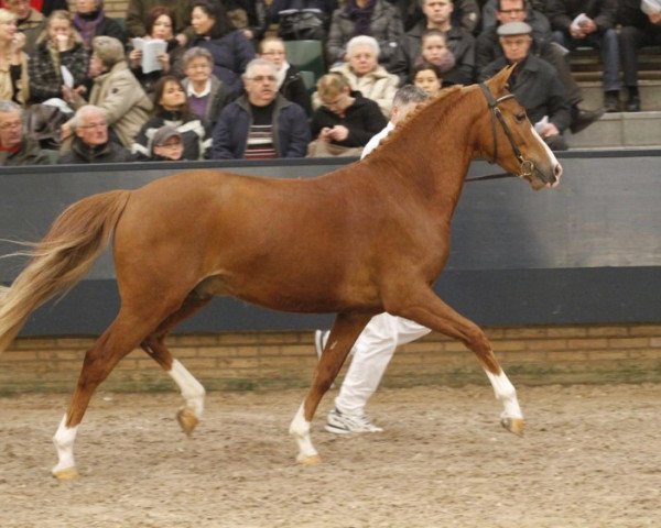 stallion Hoppenhof’s Tycko (New Forest Pony, 2008, from Nieuwmoeds Patrick)