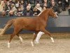 stallion Hoppenhof’s Tycko (New Forest Pony, 2008, from Nieuwmoeds Patrick)