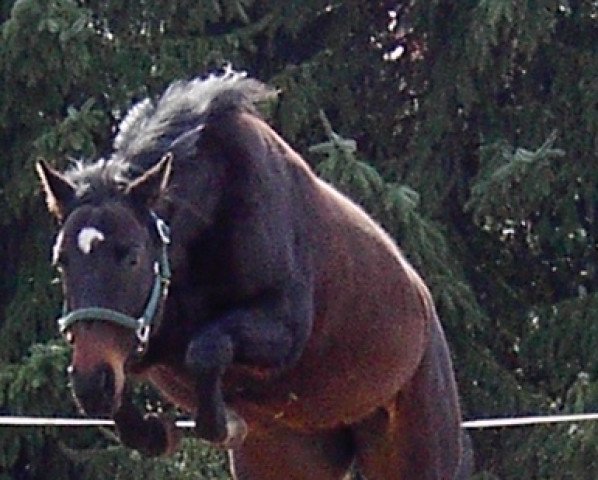 broodmare Romina (Hanoverian,  , from Rio Branco)