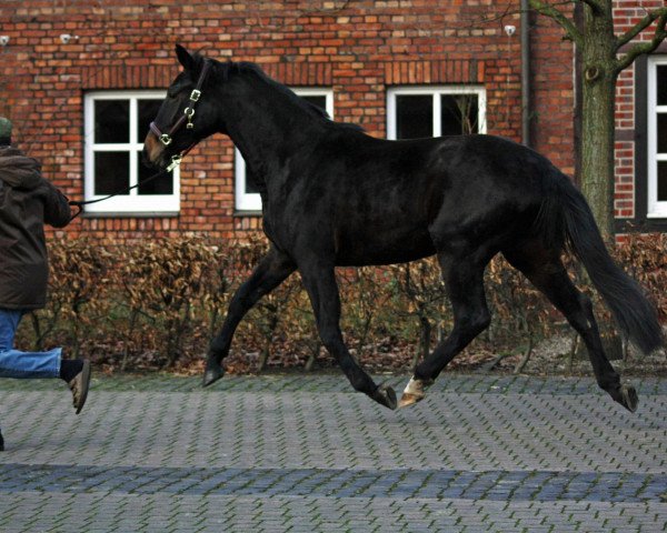 broodmare Daiquiria (Westphalian, 2009, from Diamond Hit)