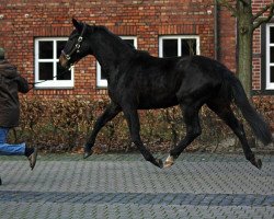 broodmare Daiquiria (Westphalian, 2009, from Diamond Hit)