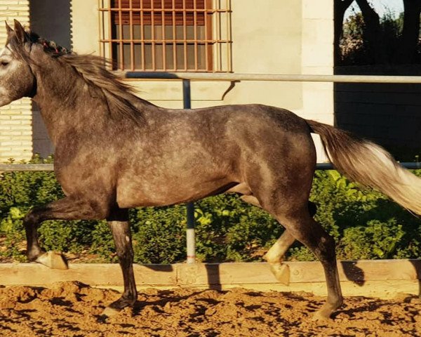 Pferd Esquivo GS (Pura Raza Espanola (PRE), 2013)