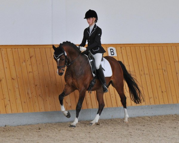 dressage horse Camiros Crazy Cocolino (German Riding Pony, 2007, from Charivari)