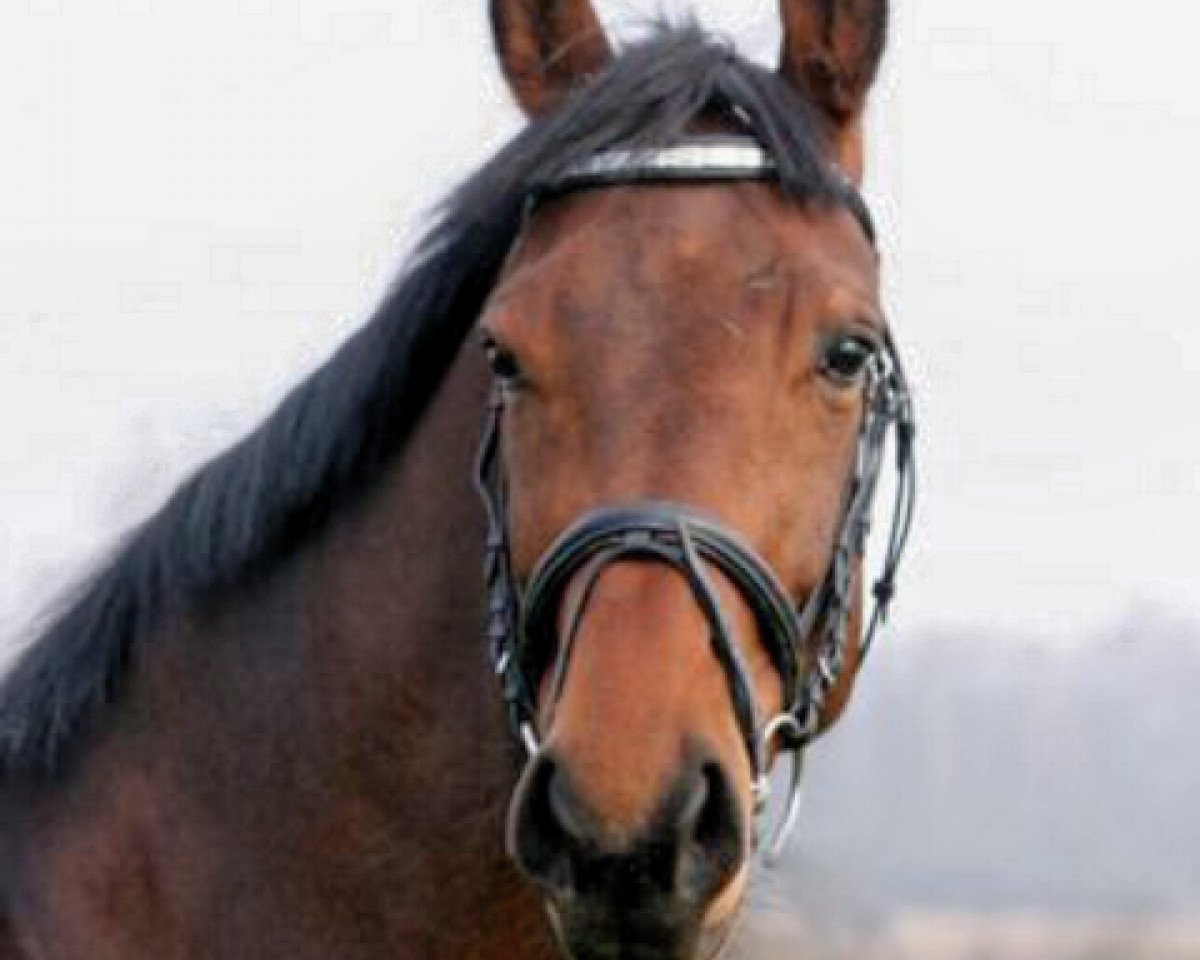 broodmare Balencja (Great Poland (wielkopolska), 2004, from Pegasus SHB)