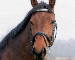 broodmare Balencja (Great Poland (wielkopolska), 2004, from Pegasus SHB)