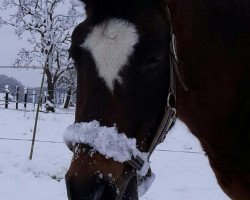 Springpferd Vinu (Deutsches Reitpony, 1998, von Antonio)