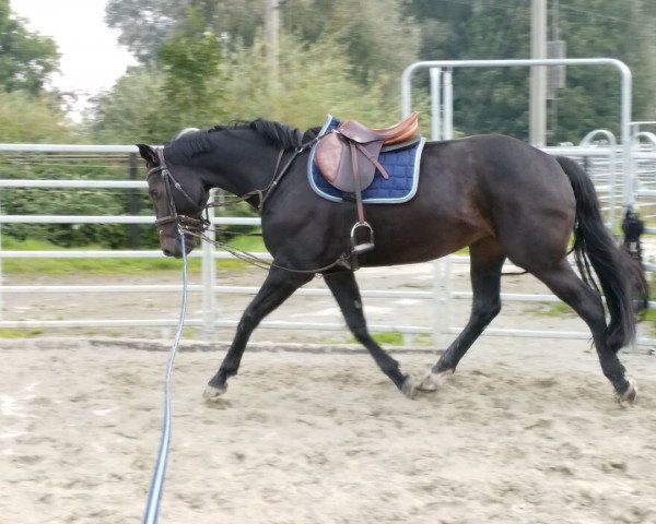 jumper Lissabon (Hanoverian, 2011, from Levistano)