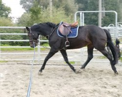 jumper Lissabon (Hanoverian, 2011, from Levistano)