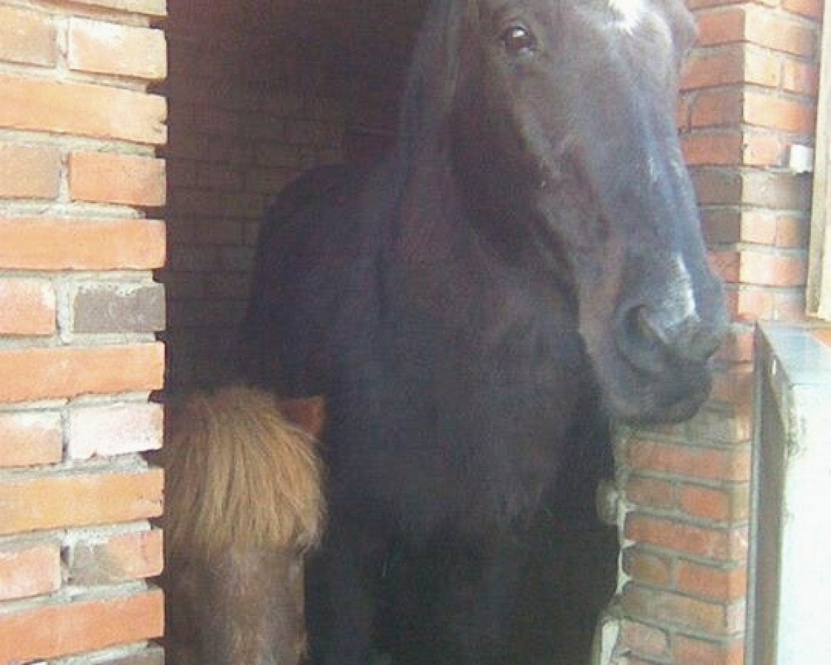 broodmare Touch of Future (Oldenburg, 1986, from Futuro)