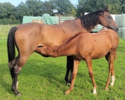 broodmare Qi xx (Thoroughbred, 2003, from Law Society xx)