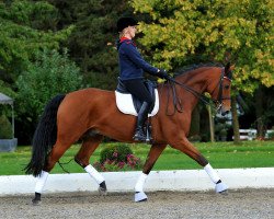 dressage horse Buby le Beau (Hanoverian, 2006, from Brentano II)