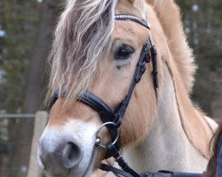 dressage horse Snorre 12 (Fjord Horse, 2008, from Sogneblakken)