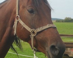 broodmare Fionna (Trakehner, 2008, from Hohenstein I)