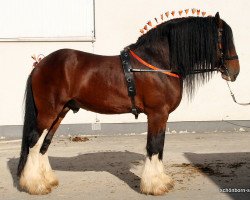 stallion Farleyshire Pride (Shire,  , from Ithersay Black Knight)