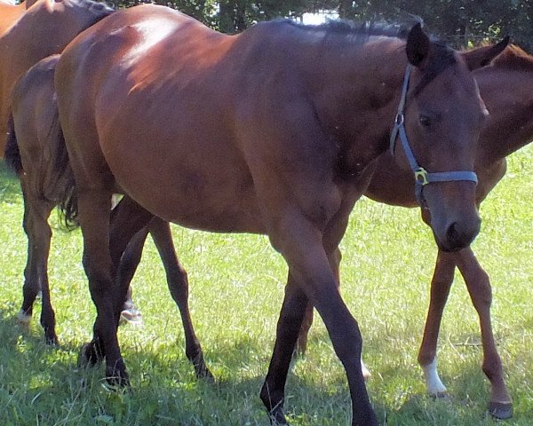 broodmare Bachstelze xx (Thoroughbred, 2007, from Lando xx)