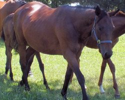 broodmare Bachstelze xx (Thoroughbred, 2007, from Lando xx)