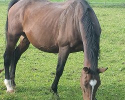 broodmare Asale xx (Thoroughbred, 1998, from Alzao xx)