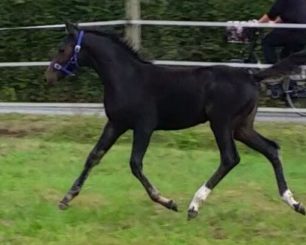 horse Lanassaria (Westphalian, 2016, from Lassar)