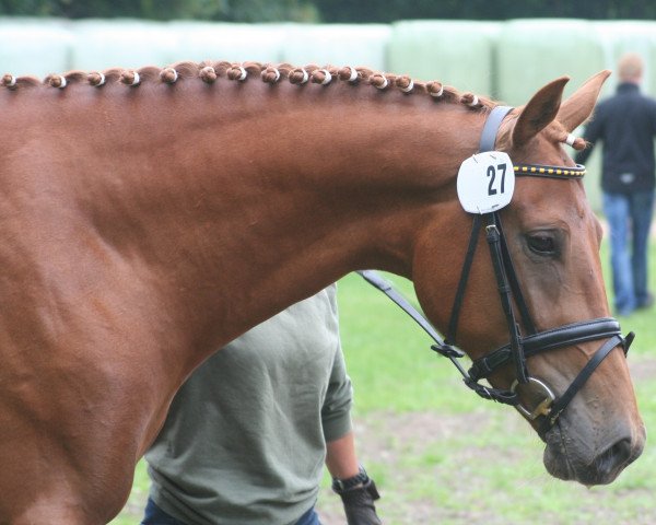 dressage horse Velvet Lassie (Hanoverian, 2010, from Vivaldi)