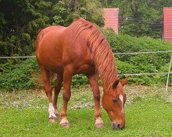 Pferd Dina (Lettisches Warmblut, 1992, von Dunis L)