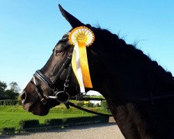 dressage horse Sarastro 84 (Rhinelander, 2008, from Saint Tropez)