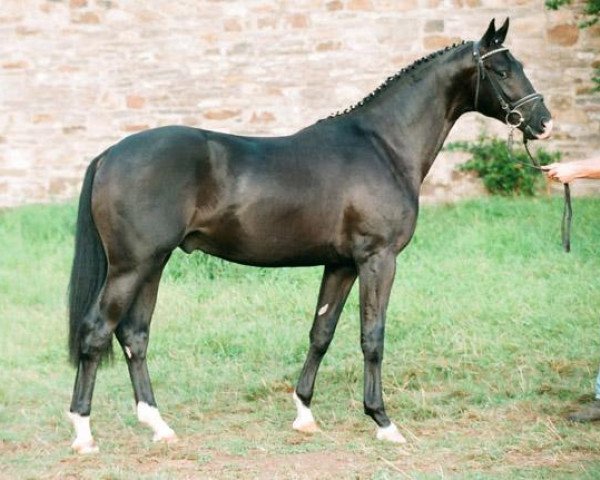 Pferd Gribaldi (Trakehner, 1993, von Kostolany)