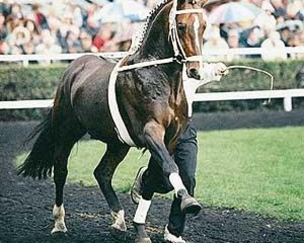 horse Falkland (Hanoverian, 1987, from Wanderer)