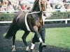 stallion Falkland (Hanoverian, 1987, from Wanderer)