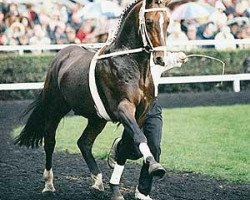 stallion Falkland (Hanoverian, 1987, from Wanderer)