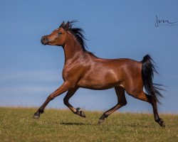 broodmare NDA Samraa Malikah (Arabian thoroughbred, 2013, from Emiratus B EAO)